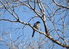 Western Scrub-Jay (12)