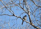Western Scrub-Jay (13)