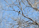 Western Scrub-Jay (15)