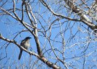 Western Scrub-Jay (16)