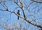 Western Scrub-Jay (18)