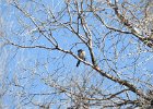 Western Scrub-Jay (19)