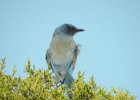 Western Scrub-Jay (2)