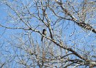 Western Scrub-Jay (20)
