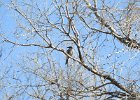 Western Scrub-Jay (21)