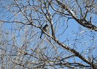Western Scrub-Jay (22)