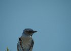Western Scrub-Jay (3)