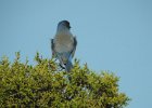 Western Scrub-Jay (4)