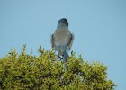 Western Scrub-Jay (5)