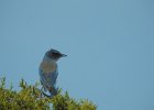 Western Scrub-Jay (6)