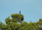 Western Scrub-Jay (7)