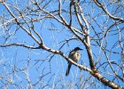 Western Scrub-Jay (8)