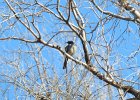 Western Scrub-Jay (9)