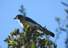 Mexican Jay (1)