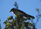 Mexican Jay (2)