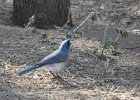 Mexican Jay (6)