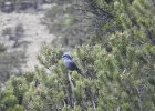 Pinyon Jay (1)