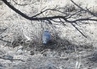 Pinyon Jay (3)