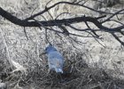 Pinyon Jay (4)