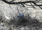 Pinyon Jay (5)