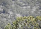 Pinyon Jay (6)