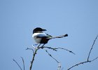 Black-billed Magpie (1)