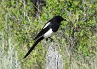 Black-billed Magpie (10)