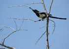 Black-billed Magpie (11)