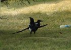 Black-billed Magpie (12)