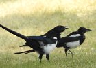 Black-billed Magpie (13)