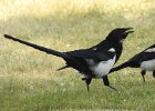 Black-billed Magpie (14)