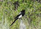 Black-billed Magpie (16)
