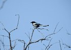 Black-billed Magpie (2)
