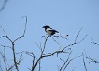 Black-billed Magpie (3)