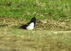 Black-billed Magpie (4)