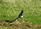 Black-billed Magpie (5)
