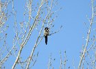 Black-billed Magpie (6)
