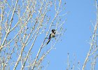 Black-billed Magpie (7)