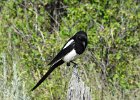 Black-billed Magpie (9)