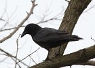 101American Crow