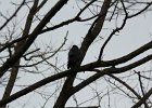 American Crow (1)