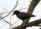 American Crow (2)