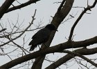 American Crow (3)