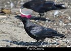 051 - 644 Fish Crow