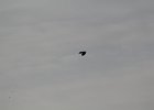 Fish Crow (1)