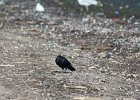 Fish Crow (22)