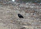 Fish Crow (24)