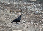 Fish Crow (27)