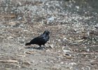 Fish Crow (28)