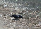 Fish Crow (29)